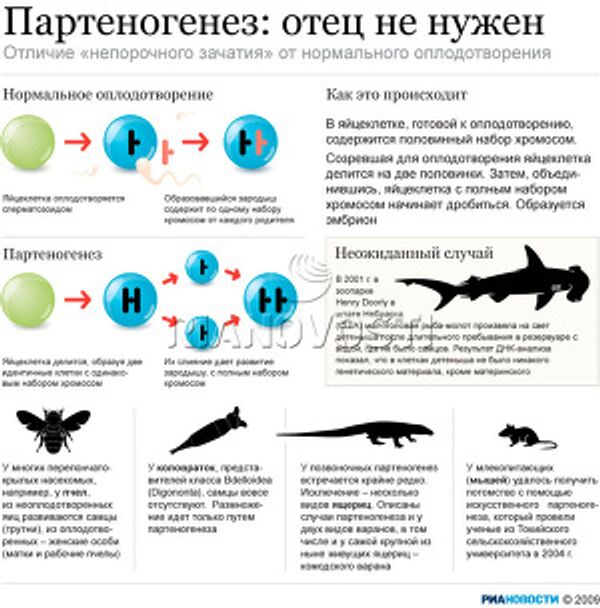 Партеногенез: отец не нужен Партеногенез: отец не нужен