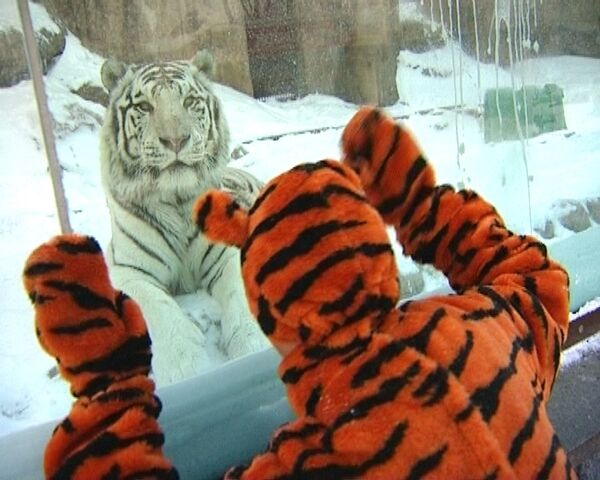 Человекотигр обнаружен в Московском зоопарке Человекотигр обнаружен в Московском зоопарке
