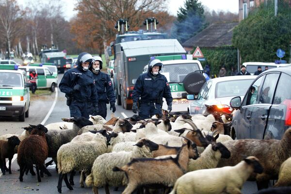 Жители Германии вывели на улицу даже овец, чтобы заблокировать поезд с ядерными отходами Жители Германии вывели на улицу даже овец, чтобы заблокировать поезд с ядерными отходами