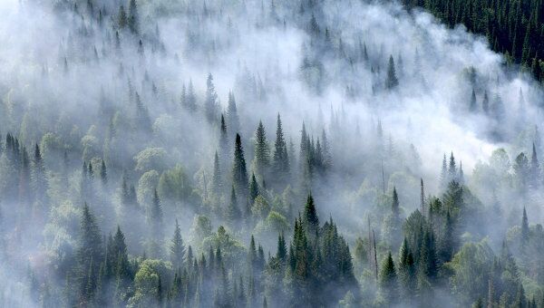 Лесные пожары. Архив Лесные пожары. Архив