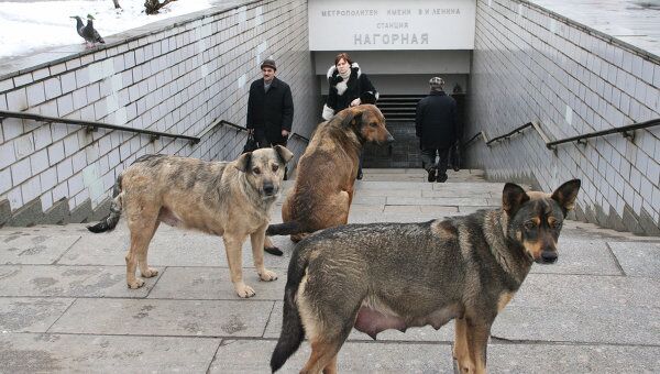 Бродячие собаки у входа в метро. Архив Бродячие собаки у входа в метро. Архив