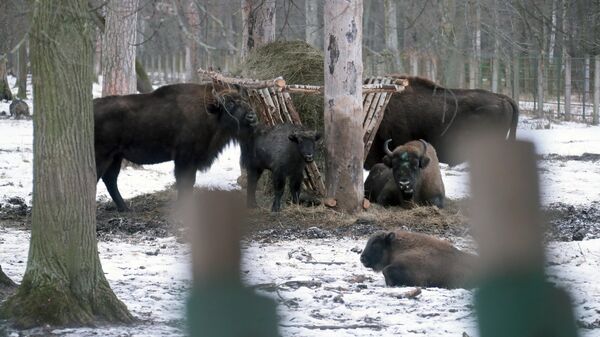 Возвращение царя зверей. Как в России восстановили исчезнувший вид