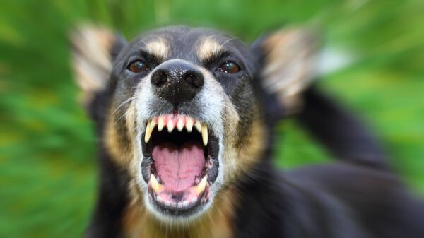 Цыгане напали на брянскую семью из-за замечания по поводу стаи собак