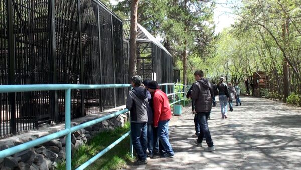 Опасная уборка, или Как сотрудница зоопарка Новосибирска стала жертвой ягуара Опасная уборка, или Как сотрудница зоопарка Новосибирска стала жертвой ягуара