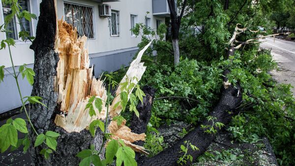 Поваленное ветром дерево Поваленное ветром дерево