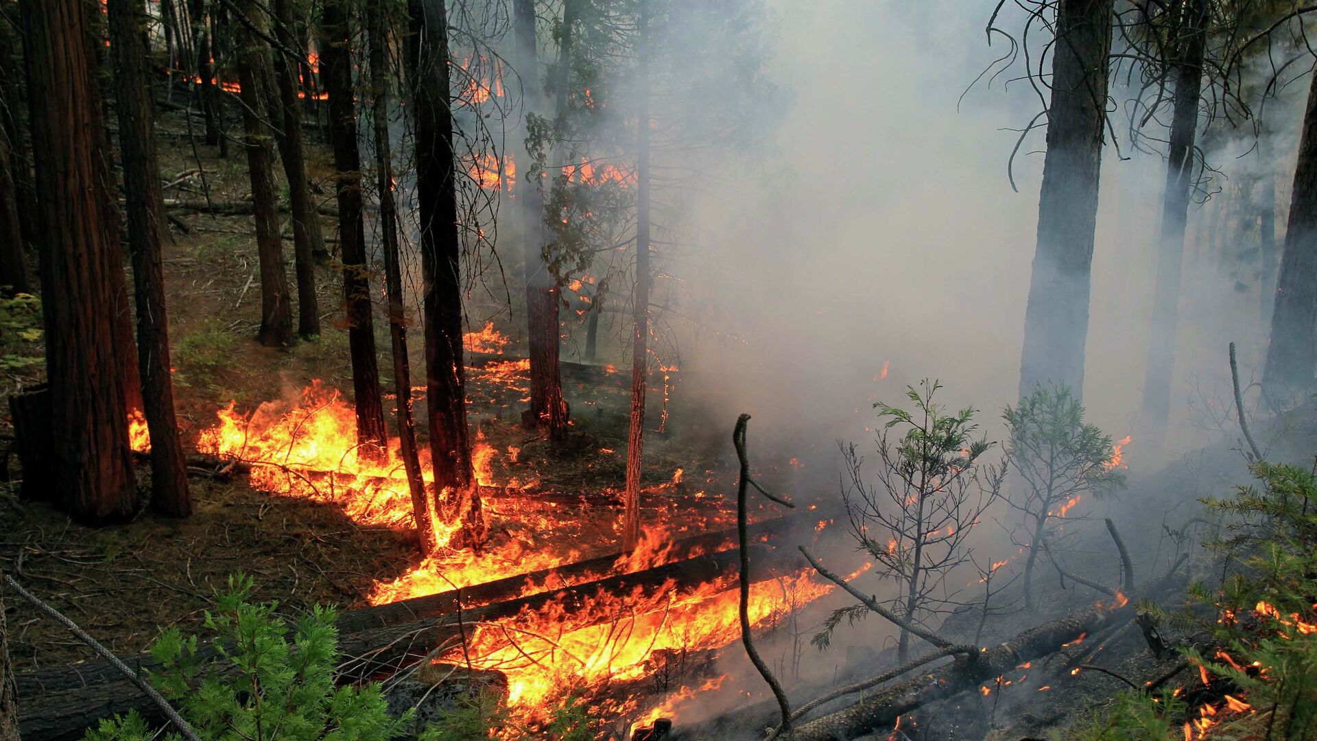 Ученые определили условия возникновения лесных пожаров