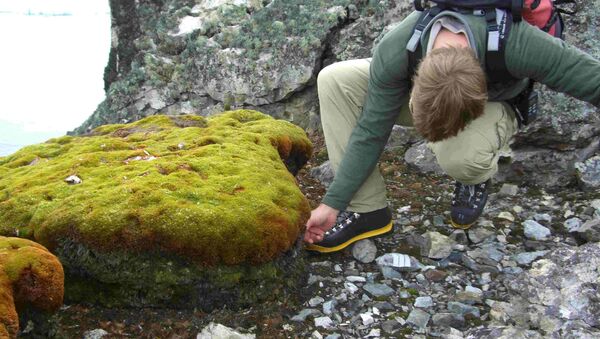 Мох Polytrichum strictum в Антарктиде Мох Polytrichum strictum в Антарктиде