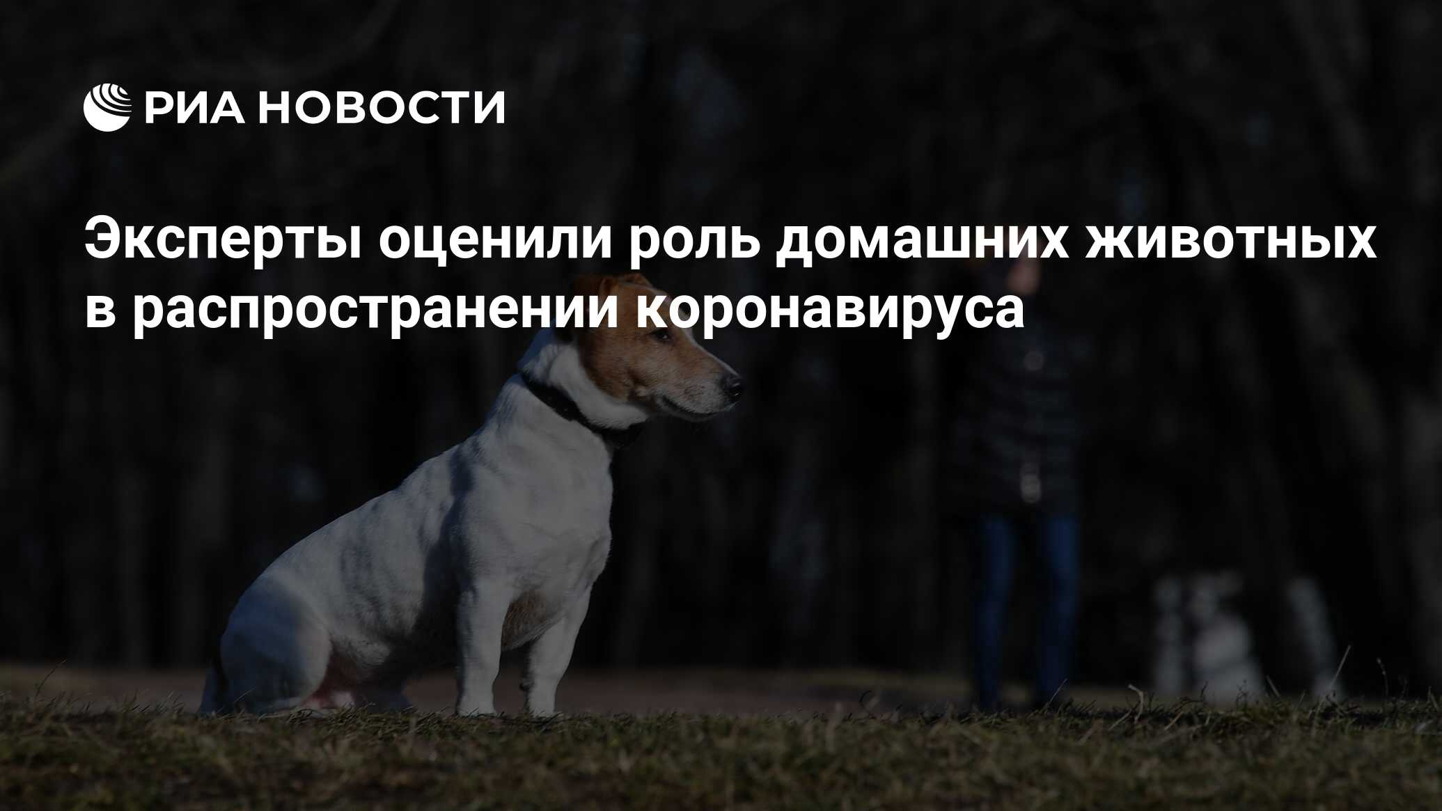 коронавирус у собак что это коронавирус у собак что это