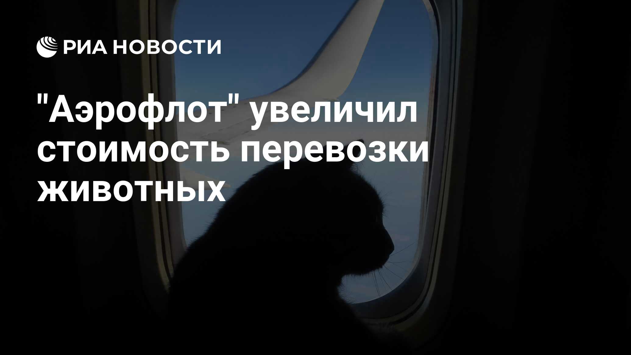 Сколько стоит перевезти кошку в самолете аэрофлот thumbnail