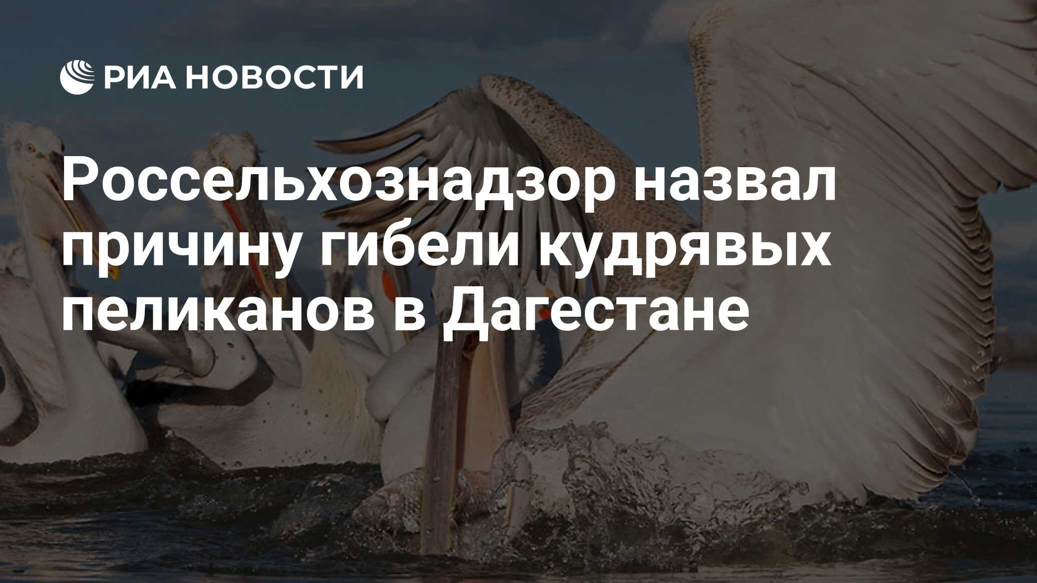 Россельхознадзор назвал причину гибели кудрявых пеликанов в Дагестане