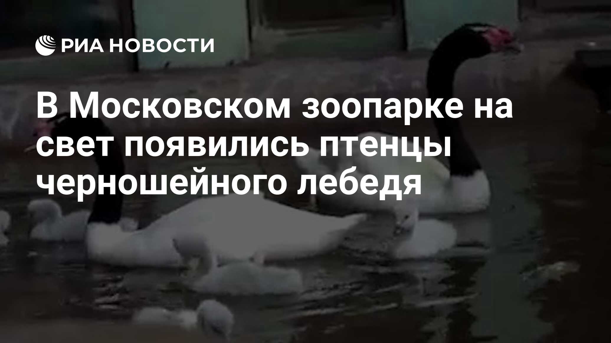 В Московском зоопарке на свет появились птенцы черношейного лебедя